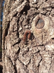 Lasiocampoidea