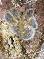 Octopus vulgaris