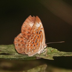 Taxila haquinus