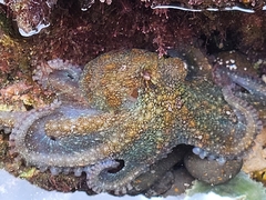 Octopus vulgaris