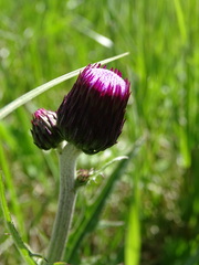 Cirsium rivulare