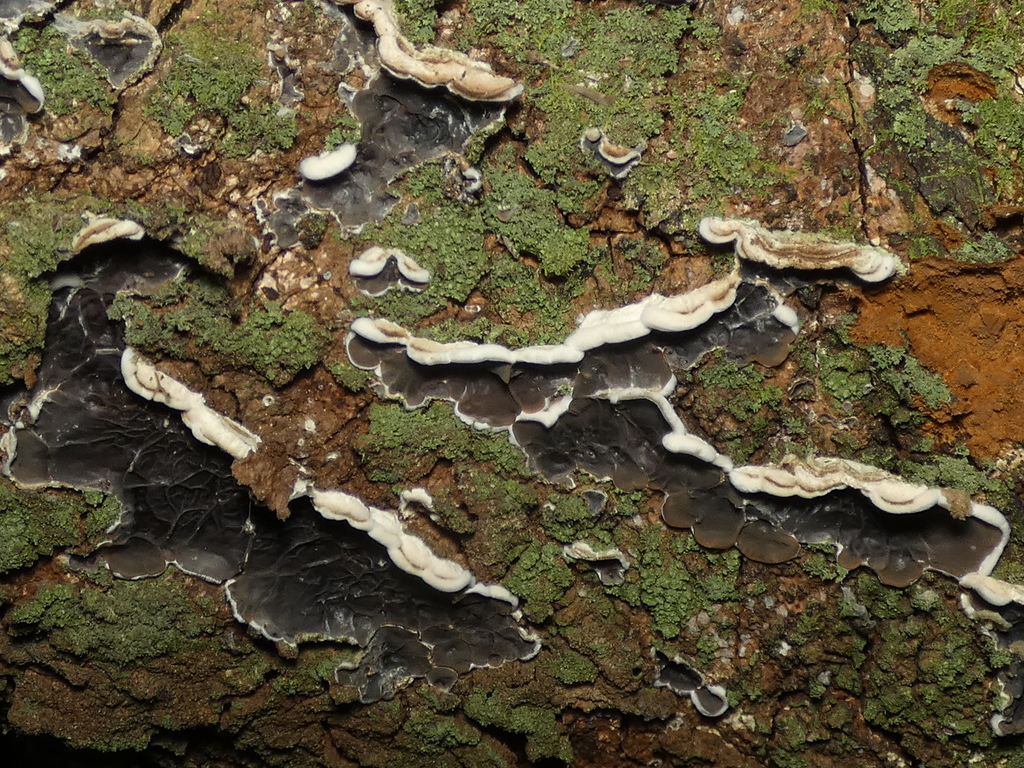 Auricularia brasiliana · December 2022 · photo: © helio-lourencini (iNaturalist, cc-by)