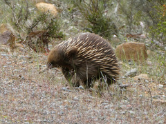 Tachyglossus aculeatus setosus