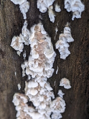 Merulius tremellosus