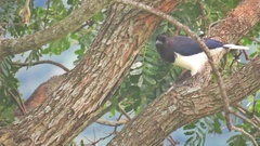 Cyanocorax cristatellus