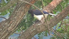 Cyanocorax cristatellus