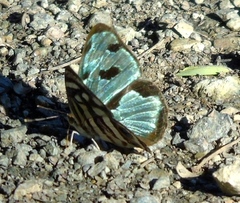 Dynamine postverta mexicana