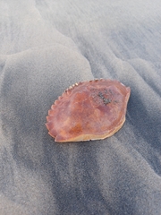 Metacarcinus anthonyi