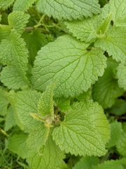 Lamium album