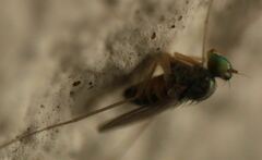 Dactylomyia lateralis