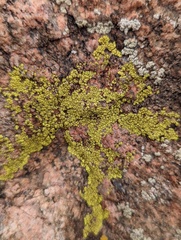 Acarosporaceae