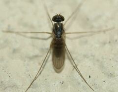 Dactylomyia lateralis