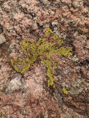 Acarosporaceae