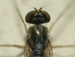 Dactylomyia lateralis