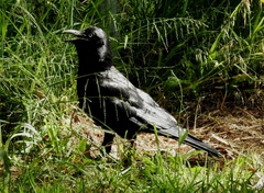 Corvus mellori