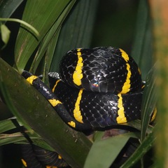Boiga melanota