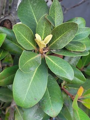 Rhaphiolepis umbellata