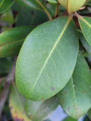Rhaphiolepis umbellata