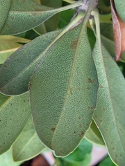 Rhaphiolepis umbellata