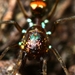 Arañas de Tierra - Photo (c) Jerome, algunos derechos reservados (CC BY-NC-ND), subido por Jerome