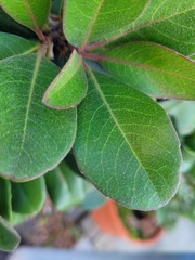 Rhaphiolepis umbellata
