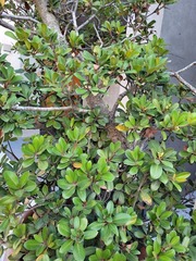 Rhaphiolepis umbellata