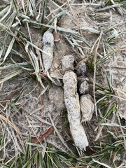 Canis latrans frustror