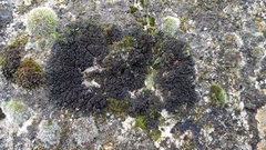 Lathagrium cristatum