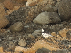 Motacilla alba