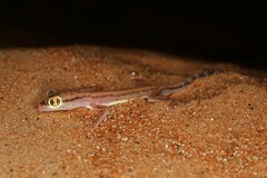 Trigonodactylus arabicus