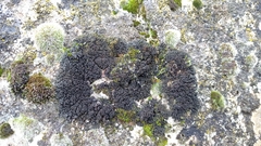 Lathagrium cristatum