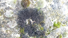 Lathagrium cristatum