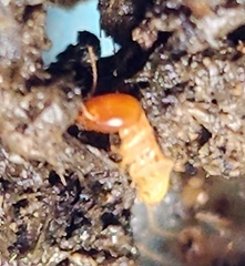 Odontotermes formosanus