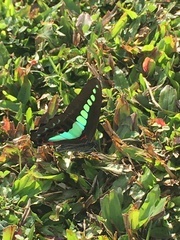 Graphium sarpedon nipponum