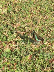 Graphium sarpedon nipponum
