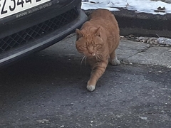Felis catus