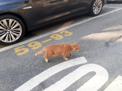 Felis catus