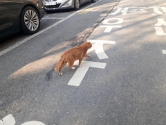 Felis catus