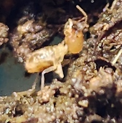 Odontotermes formosanus