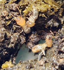Odontotermes formosanus