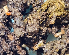 Odontotermes formosanus