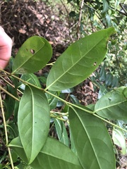 Glochidion ferdinandi