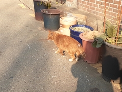 Felis catus
