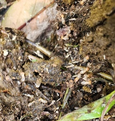 Odontotermes formosanus