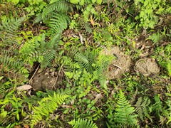 Odontotermes formosanus