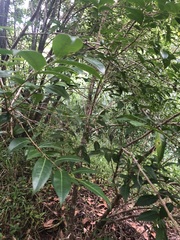 Glochidion ferdinandi