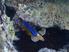 Chrysiptera brownriggii