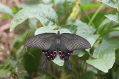 Papilio maackii