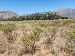 Leucadendron lanigerum laevigatum