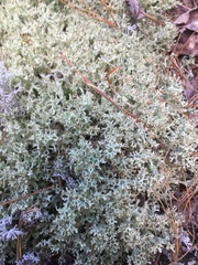 Cladonia crispata